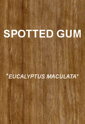 SPOTTED GUM